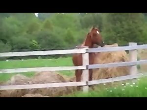 Stallion breeding mare