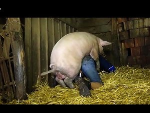 Man fucked by a big pig