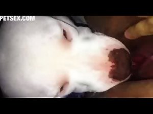 Dog Lick Pussy 3